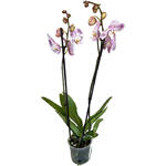 Phalaenopsis 'Spotted World' - Vlinderorchidee