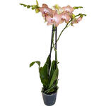Phalaenopsis 'Ravello' - Vlinderorchidee