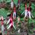 Fuchsia magellanica var. arauco