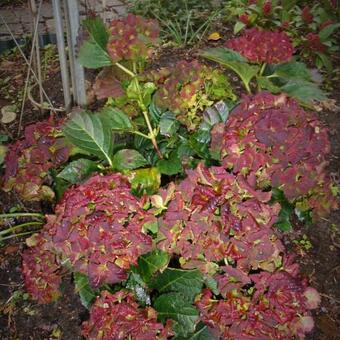Hydrangea macrophylla REMBRANDT 'Vibrant Verde'
