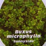 Buxus microphylla 'Sunny Side' - Buxus, randpalm