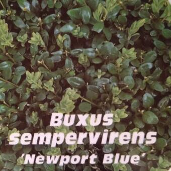 Buxus sempervirens 'Newport Blue'