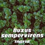 Buxus sempervirens  'Ingrid' - Buxus