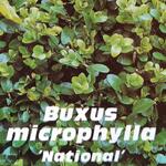 Buxus microphylla ‘National’ - Buxus, palm