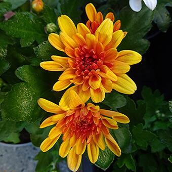 Chrysanthemum Indicum 'Jive Time'