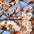 Prunus x subhirtella 'Autumnalis'