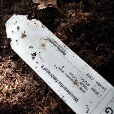 Grote kettingvaren/Reuze kettingvaren - Woodwardia fimbriata