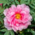 Paeonia suffruticosa  (roze)