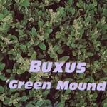 Buxus 'Green Mound' - Buxus, randpalm