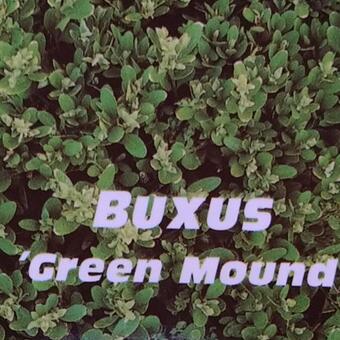 Buxus 'Green Mound'