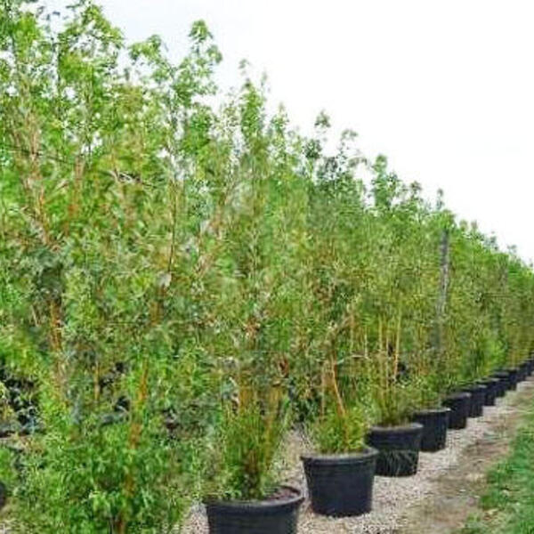 Tochi boom satire Veronderstellen Wilg - Salix alba var. vitellina - Haagplanten - Planten online kopen |  Tuinadvies