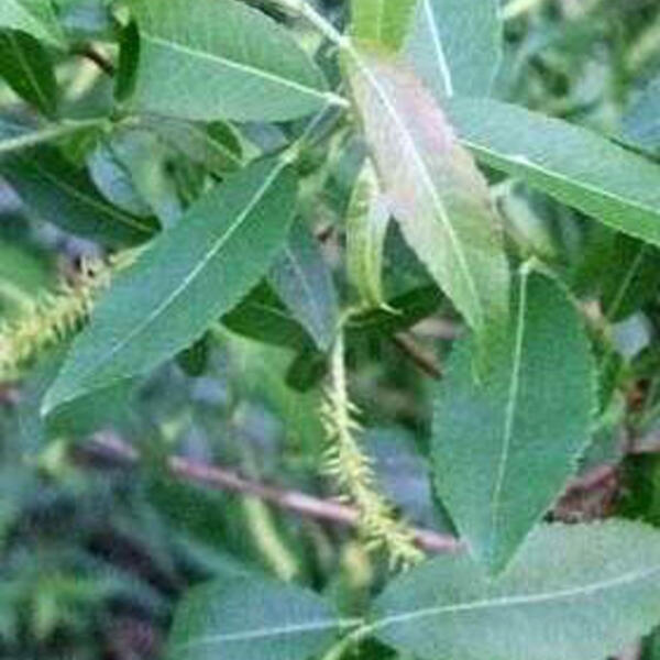 Amandelwilg - Salix triandra