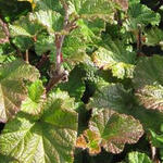 Rubus tricolor 'Betty Ashburner' - Braambes - Rubus tricolor 'Betty Ashburner'