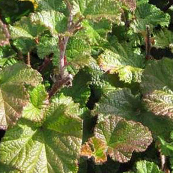 Braambes - Rubus tricolor 'Betty Ashburner'