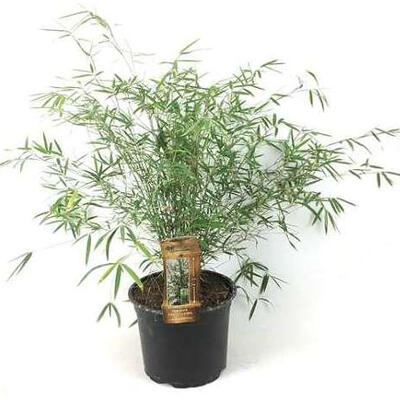Additief Monument Plantage Bamboe - Fargesia angustissima | Planten online kopen