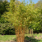 Phyllostachys aurea - Gouden bamboe, Reuzenbamboe - Phyllostachys aurea