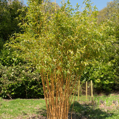 Gouden bamboe, Reuzenbamboe - Phyllostachys aurea