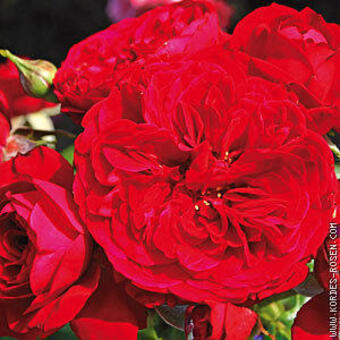 Rosa 'Rotkäppchen'