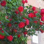 Rosa - climbing (rood) - Klimroos (rood) - Rosa - climbing (rood)