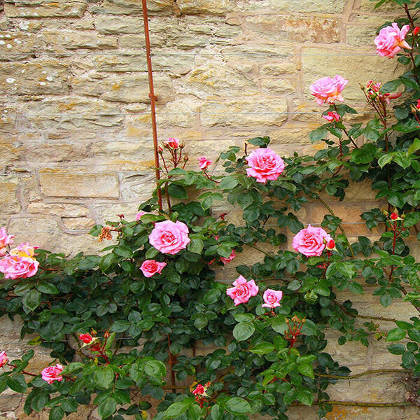 Klimroos (roze) - Rosa - (roze) - Rozen Planten online kopen | Tuinadvies