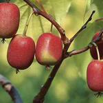 Kiwibes, minikiwi, kiwiberry - Actinidia arguta 'Ken's Red'