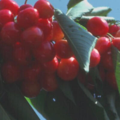 Kerselaar - Prunus avium 'Bigarreau Napoleon'