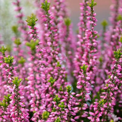 Dopheide / zomerheide / struikheide / bezemheide - Calluna vulgaris (roze)