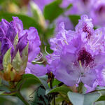 Rhododendron 'Blue Jay' - Rododendron - Rhododendron 'Blue Jay'