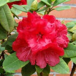 Rhododendron 'Red Jack' - Rododendron