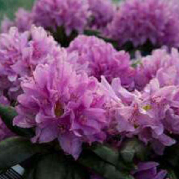 Rododendron - Rhododendron 'Rocket'