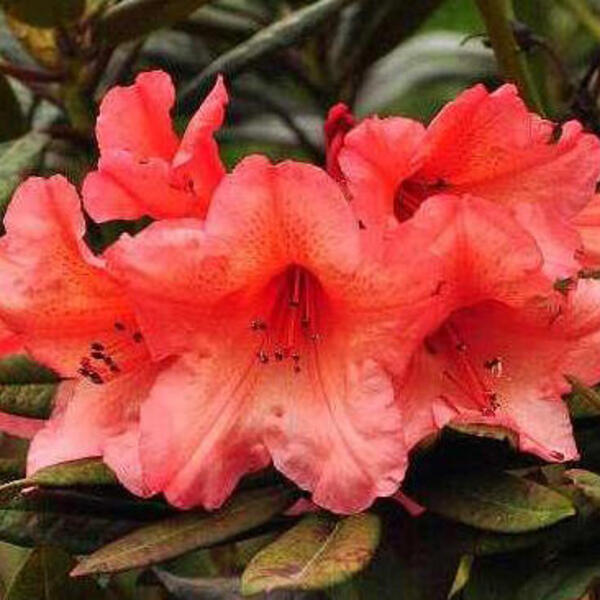 Rhododendron 'Tortoiseshell Orange'