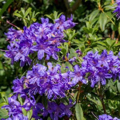 Dwergrododendron, Alpenroos - Rhododendron impeditum