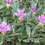 Rhododendron ponticum 'Variegatum' - Pontische rododendron - Rhododendron ponticum 'Variegatum'