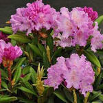 Rhododendron yakushimanum 'Caroline Allbrook' - Rododendron - Rhododendron yakushimanum 'Caroline Allbrook'