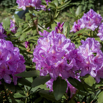 Rhododendron ´Catawbiense Boursault´