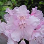 Rhododendron yakushimanum 'Silberwolke' - Rododendron - Rhododendron yakushimanum 'Silberwolke'