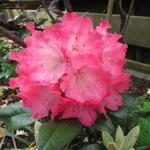 Rhododendron yakushimanum 'Sneezy' - Rododendron