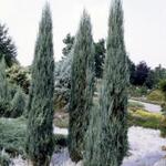 Juniperus  scopulorum 'Blue Arrow'  - Jeneverbes