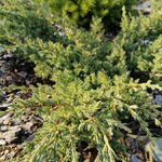 Juniperus horizontalis 'Prince of Wales' - Jeneverbes