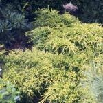 Juniperus x pfitzeriana 'Wilhelm Pfitzer' - Jeneverbes