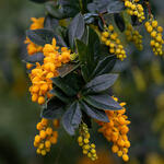 Berberis linearifolia 'Orange King' - Zuurbes - Berberis linearifolia 'Orange King'