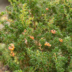 Berberis stenophylla - Zuurbes - Berberis stenophylla