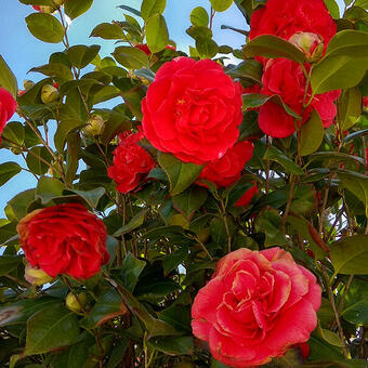 Camellia japonica (Rood)