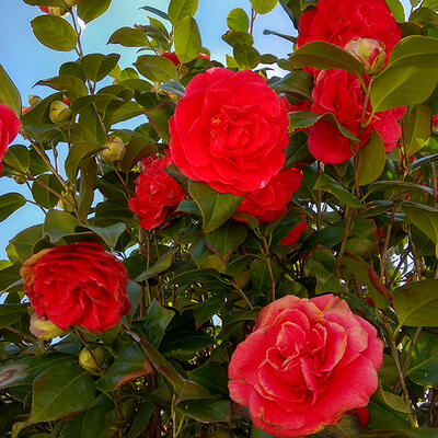 Camellia japonica (Rood) - Camelia