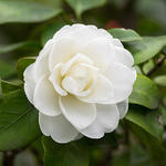 Camelia - Camellia japonica (wit)