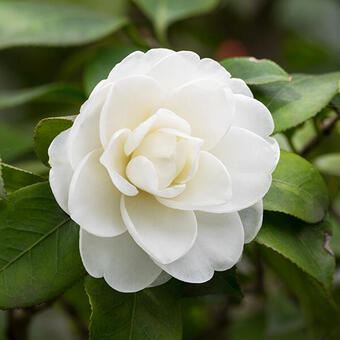 Camellia japonica (wit)