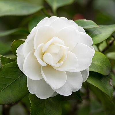 Camellia japonica (wit) - Camelia