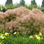 Cotinus coggygria 'Young Lady' - Pruikenboom - Cotinus coggygria 'Young Lady'