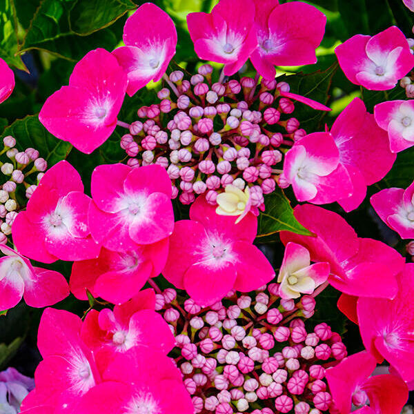 Hortensia - Hydrangea macrophylla 'Teller Pink'