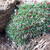 Armeria juniperifolia 'Drake's Deep Form'